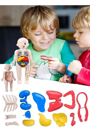 Eğitici Oyuncak Insan Vücudu Anatomisi Organ Bulmaca Puzzle Bultak Yapboz Montessori - 2