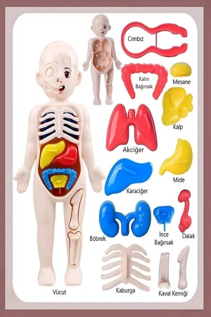 Eğitici Oyuncak Insan Vücudu Anatomisi Organ Bulmaca Puzzle Bultak Yapboz Montessori - 4