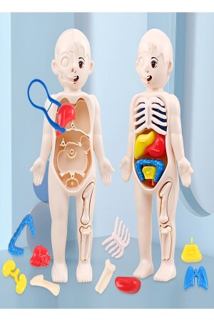 Eğitici Oyuncak Insan Vücudu Anatomisi Organ Bulmaca Puzzle Bultak Yapboz Montessori - 7