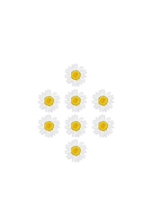 Getrocknetes Gänseblümchen weiß 8 Stück - 1