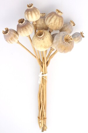 Kuru Çiçek Ithal Papaver Otu Naturel 35cm - 2