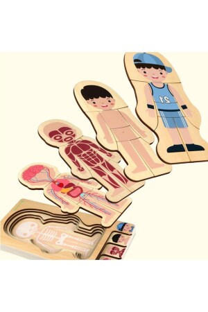 Montessori Waldorf Lernpuzzle aus Holz zur Anatomie des männlichen menschlichen Körpers ankbtmns01 - 7