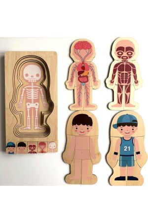 Montessori Waldorf Lernpuzzle aus Holz zur Anatomie des männlichen menschlichen Körpers ankbtmns01 - 10