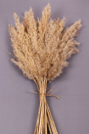 Trockenblume Pampas Naturblume Natur 15 Stück 120 cm - 2