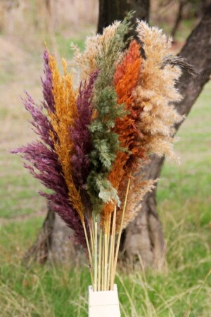 Troya Kuru Çiçek Pampas 15 Adet 100 Cm Boy - Karışık Pmsy-karısık - 3