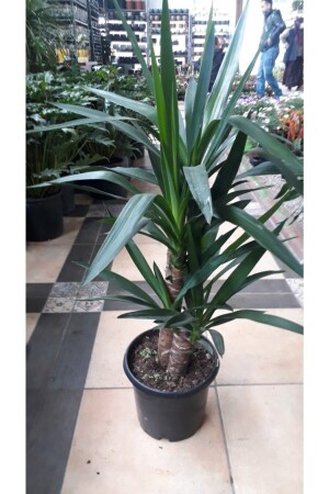 Yucca.Duftende Pflanze TYC00127344095 - 3